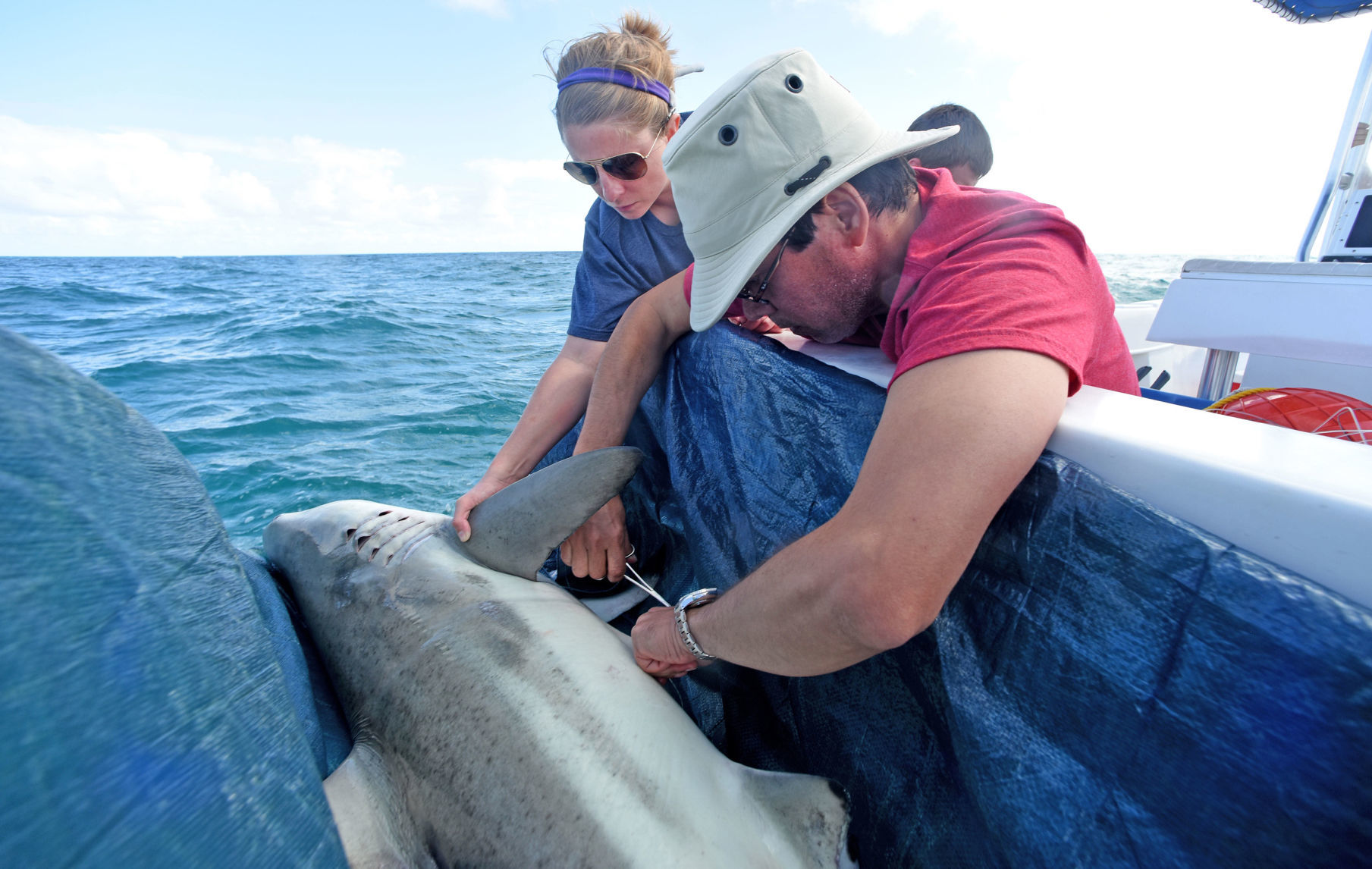 8. Don’t enter the water if sharks are present